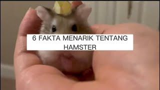 Fakta Menarik Tentang Hamster SI LUCU GEMASH