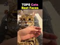 TOP5 Cats Best Faces