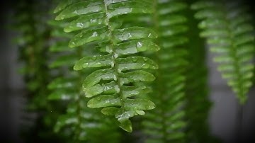 "Relaxing Music" Tiếng Mưa Nhẹ Nhàng & Tiếng Nhạc Piano Giảm căng thẳng, Cho Giấc Ngủ Ngon.