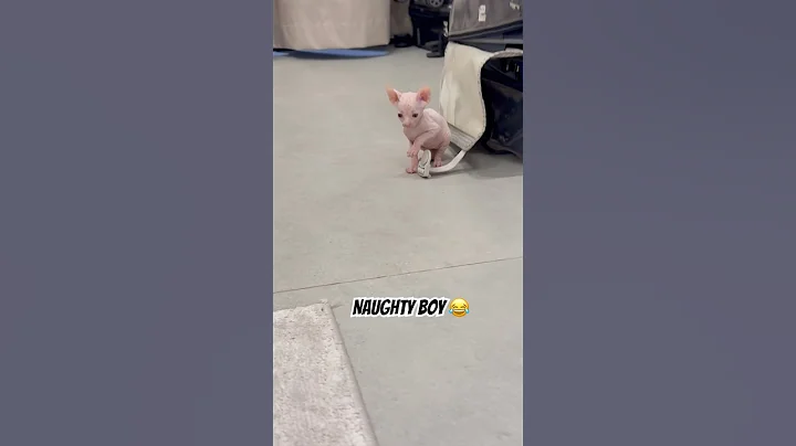 Video 11509531: sphynx cat love, hairless kitten, cfa cat, adorable hairless