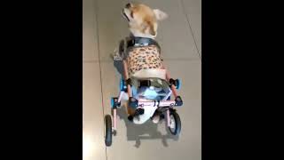 Инвалидная коляска для собак LISA &amp; LARRY складная модель, XS+, для шнауцер, бульдог, корги