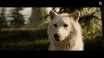 What happened to the other dogs in Call of the Wild?