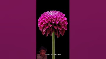 Time LAPSE Video shorts #timelapse #time #lapse #viralvideo #timelapsevideo #timelapseshorts