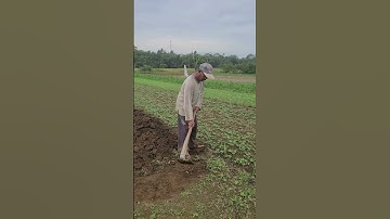 traditional farming and easy ways to weed in preparation for planting peanuts #shorts