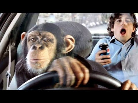 MONO CONDUCIENDO AUTOBÚS EN INDIA - YouTube