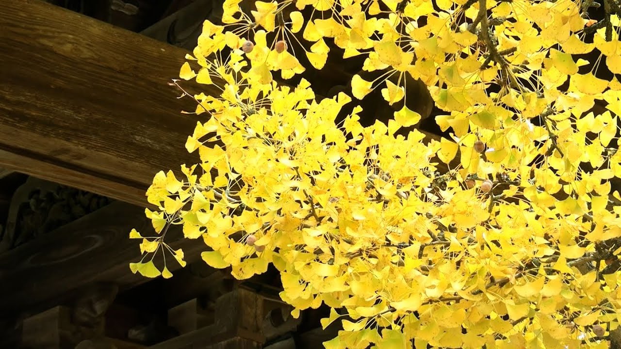 樹齢約880年 高さ10メートルの “逆木のイチョウ” が見事に色付いた