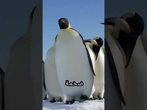 البطريق الإمبراطور الآباء المخلصون