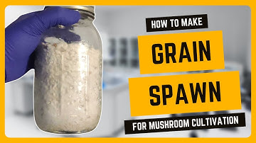 How to Make Mushroom Grain Spawn