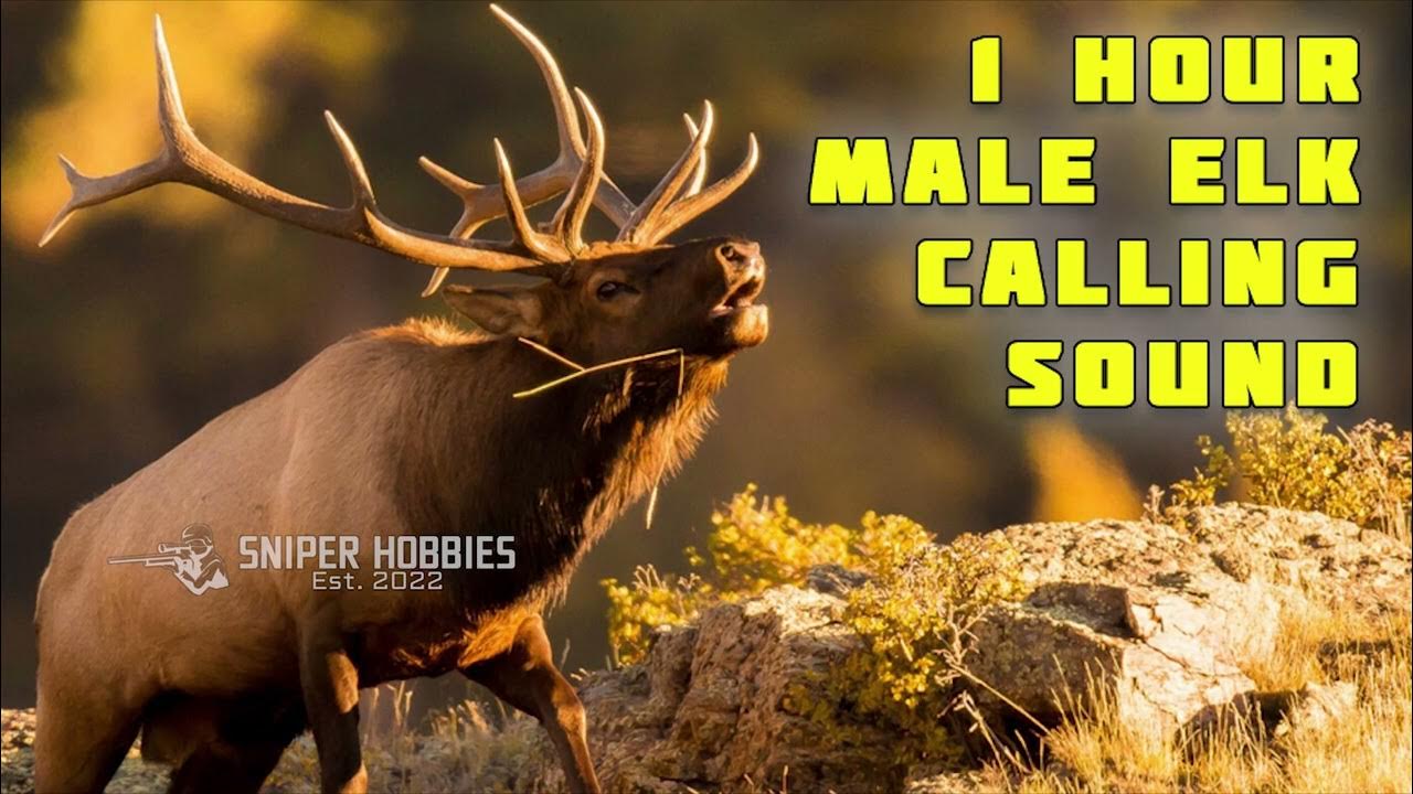 1 HOUR MALE ELK CALLING SOUND MP3 YouTube