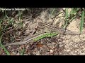 Zandhagedis Duinhagedis mannetje en vrouwtje Sand lizard male and female