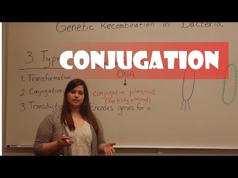 Conjugation in Bacteria