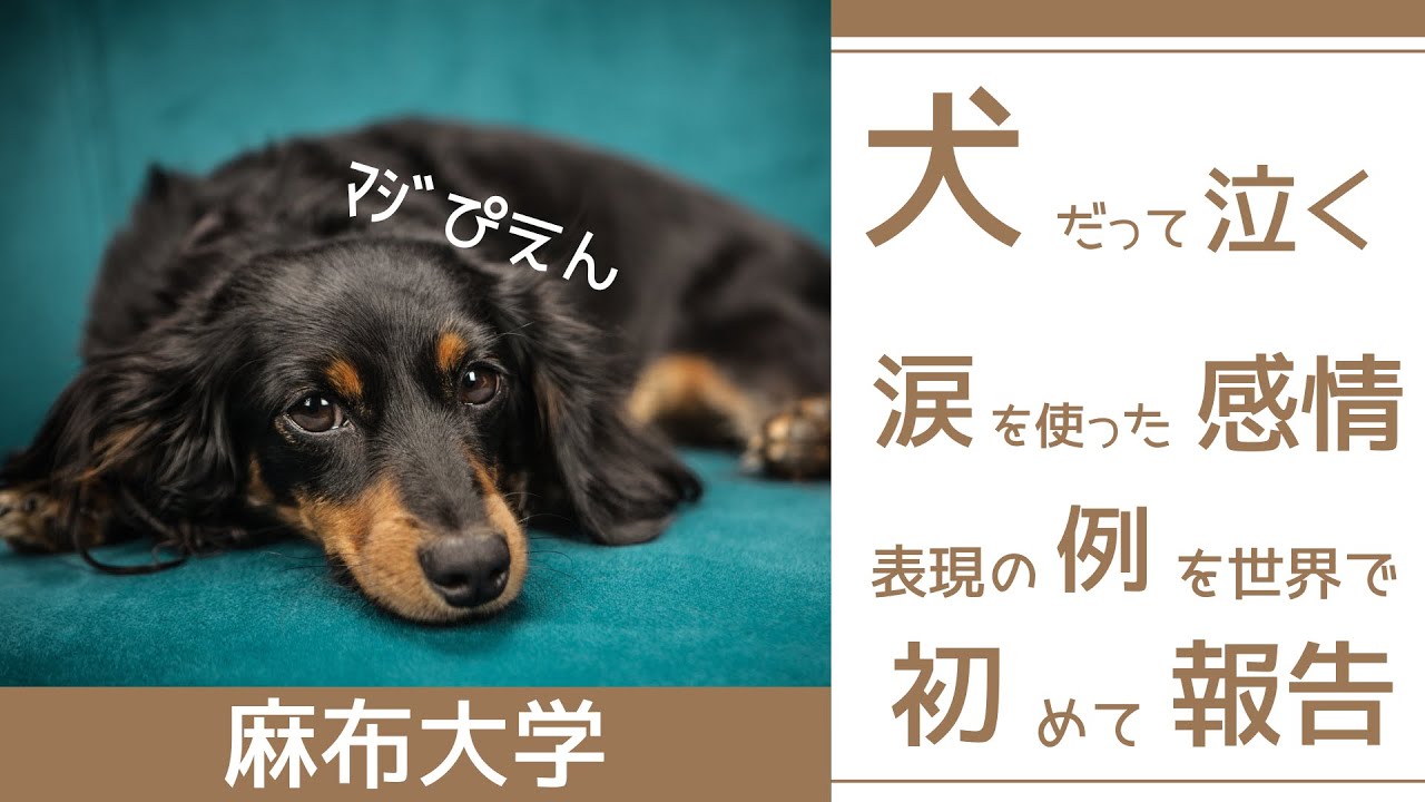 お犬様は人間と同じように泣く かもしれないというお話 麻布大学 獣医学部 Youtube お犬様は人間と同じように泣く かもしれないというお話 麻布大学 獣医学部 Youtube