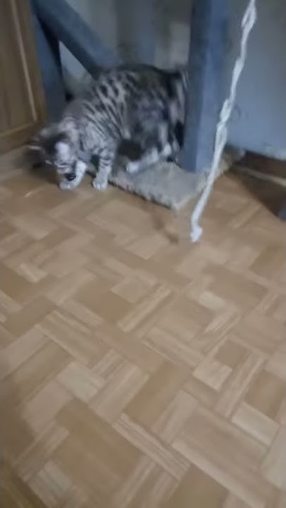 Бенгальский котенок поймал мышку(вернее это он решил что это мышь)😁😁😁 ...