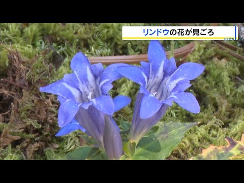 Gentians Signal the Start of Autumn, Blooming in Abundance; Best Viewing Through the End of Octob...