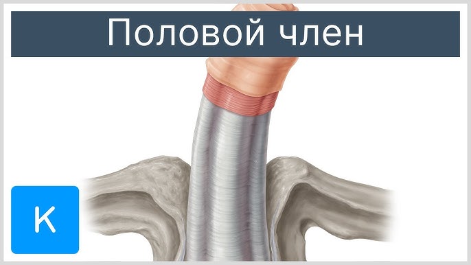 Мужской член входит в влагалище (59 фото) Мужской член входит в влагалище (59 фото)