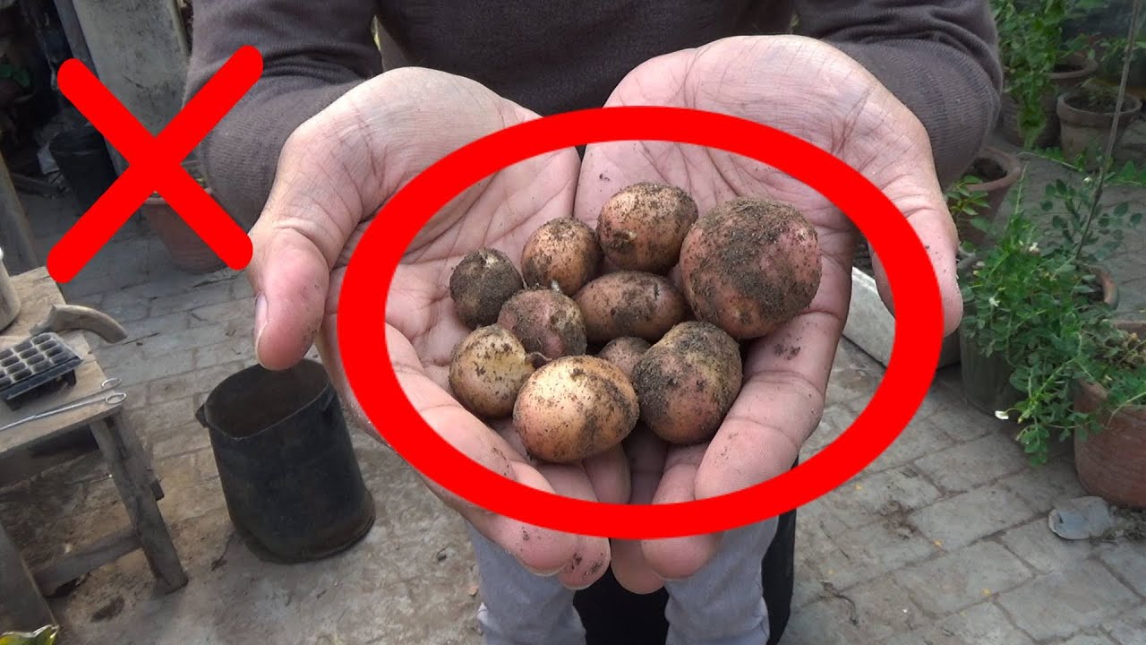 Why Are My Potatoes Not GrowingHere's What to mistakes when