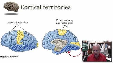 Associational Cortex of the Temporal Lobe part 1