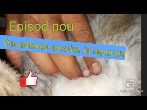 Video: Cum să adoptați un Goldendoodle