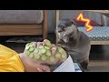 もしも飼い主がきゅうりパックをしたらカワウソのビンゴとベルの反応は？｜Otter Bingo&Belle get curious on daddy’s cucumber face mask