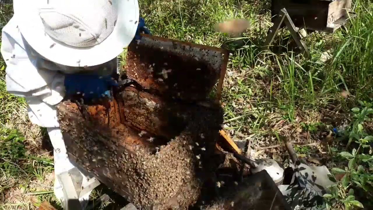 Manejo do ninho para alta produtividade de mel.