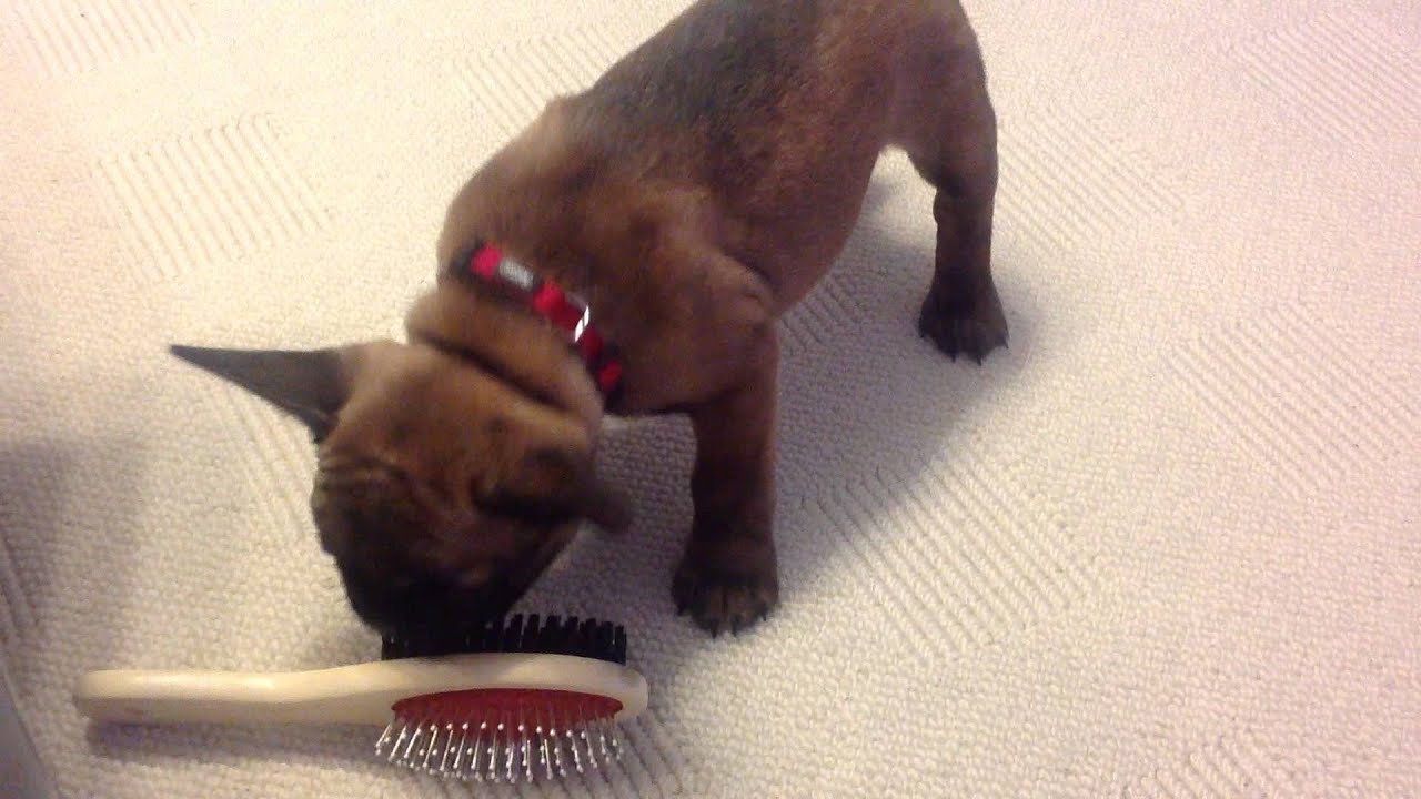 fellb�rste f�r franz�sische bulldogge