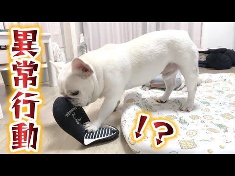 突然ママのスリッパで異常行動!?えwwwくさいww?【フレンチブルドッグ frenchbulldog】