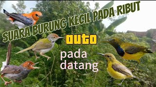 @pikat burung sogok ontong#kemade prenjak tilek#prenjak lumut