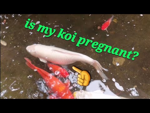 Is My Koi Fish Pregnant? Pls. Let Me Know. Many Thanks 🙏🏼 - Youtube