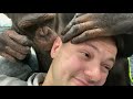 Дан Запашный на приёме у косметолога шимпанзе Мальты / Ночной туалет для обезьян