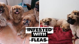 FAMILY OF PEKINGESE DOGS GOES TO THE GROOMERS | RURAL DOG GROOMING by Rural Dog Grooming 1,339 views 10 months ago 24 minutes