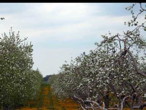 Dirk Robinson sings "The Apple Orchard" by Lori Laitman