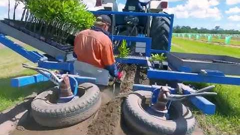 CL MACS - Macadamia Nuts - Farm to Factory