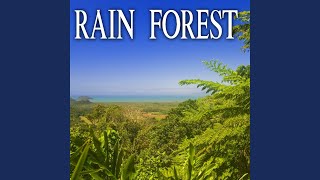 Daytime Jungle Ambience with Heavy Insects, Birds and Water Dropping on Vegetation