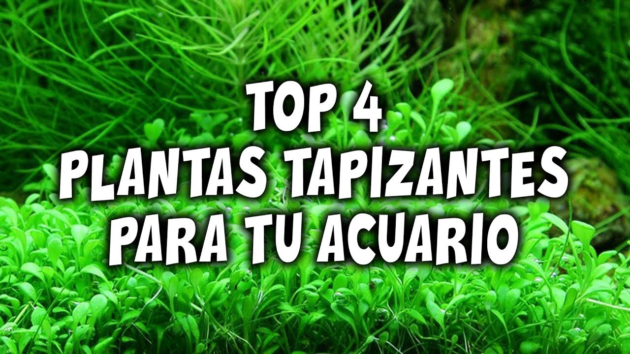 Top 4 PLANTAS para tu acuario | LAS MAS BONITA - YouTube