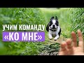 Дрессировка. Как научить собаку команде «ко мне».