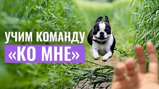 Как научить собаку команде «КО МНЕ»? Ошибки, которые мешают успешной дрессировке и как их избежать