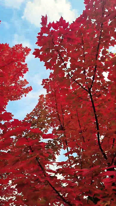 Got a call from Fall 🍁 🍁🍁#autumleaves #shortvideo #viralsong