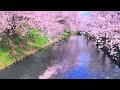 4K映像「弘前さくらまつり 日本三大桜」日本一の桜の名所 弘前公園 日本の美しい四季 春 青森県弘前市 4月中旬 お花見 絶景自然風景 観光旅行 8K撮影 cherry blossom