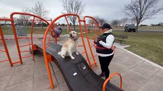 Murphy- 1.5 Year Old Golden Retriever- 1 Week Board and Train by Off Leash K9 Boise 3 views 2 weeks ago 6 minutes, 26 seconds