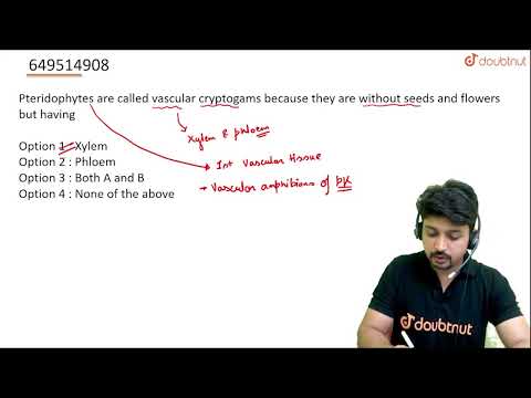 Видео: Птеридофитуудыг яагаад судасны криптогам гэж нэрлэдэг вэ?