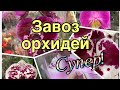 Завоз ОРХИДЕЙ СУПЕР! Орхидеи ФАЛЕНОПСИС с мощными розетками и корнями 👍👍👍 (июль 2025)