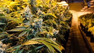 Jobs in Illinois' Recreational Marijuana Industry: Newsviews, Part 1 of 2