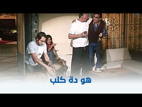 مطب صناعي هو دة كلب