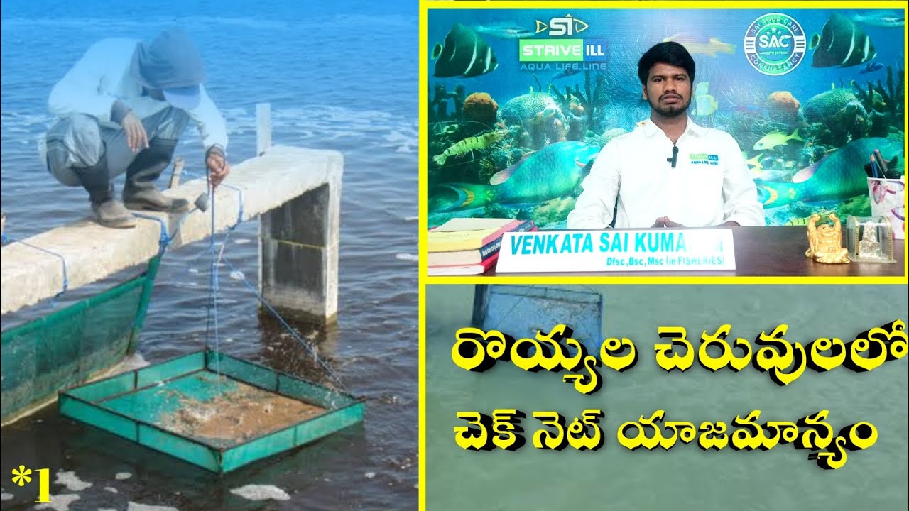 Check tray  management in shrimp farming |Feed management | Aquaculture| #sai aqua care #aquaculture