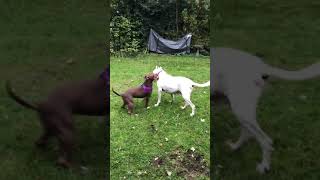Puppy Jumps On Old Dog Best Friend 