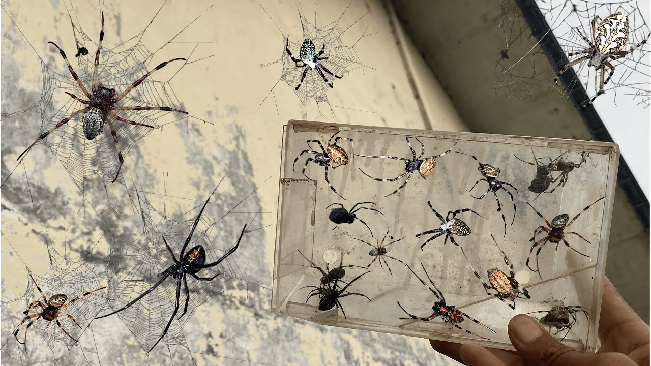 Hunting Top Black Spiders in around me - YouTube