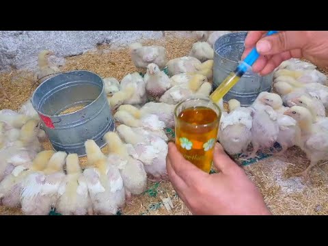 عمر الفراخ البيضة 14يوم 5سنتى كل يوم تساوى وزن 300جرام يوميا مع خلطة تسمين ورفع الوزن أضعاف بسرعه