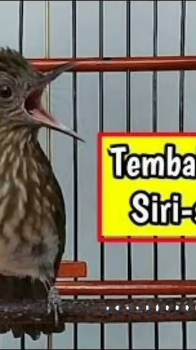 tembakan pedas tajam untuk masteran burung lomba