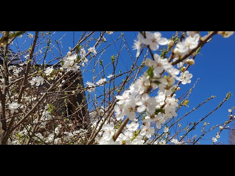 Video: Kā Izvairīties No Garlaicības