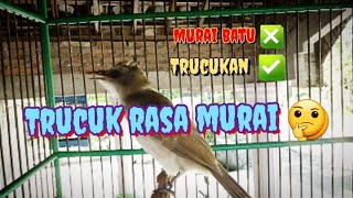 Riwikan burung trucuk rasa murai || suara burung trucukan ngriwik sangat ampuh buat pancingan